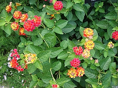 312 Longwood Gardens [2008 August 23]